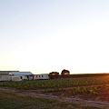 farm stay & zucchini field