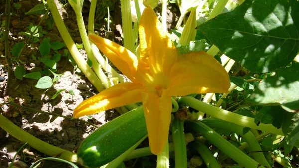 zucchini花