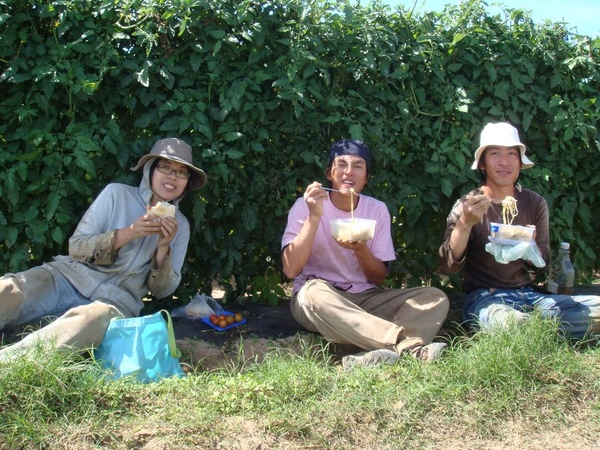 番茄田旁吃午餐