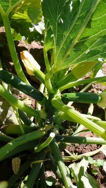 zucchini幼苗