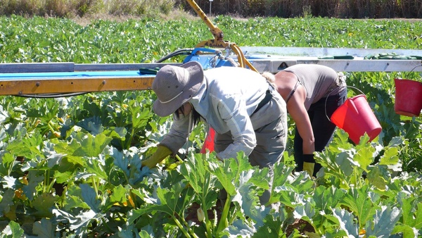 kukuli採zucchini中