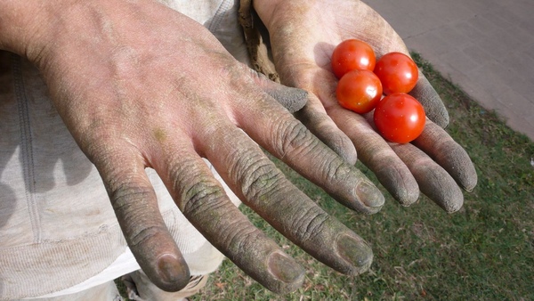 採完番茄的綠手指