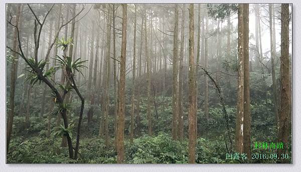 杉林奇蹟-012.jpg 杉林奇蹟-012.jpg