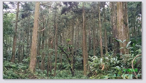 杉林奇蹟-009.jpg 杉林奇蹟-009.jpg