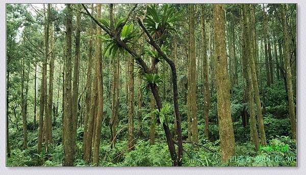 杉林奇蹟-027.jpg 杉林奇蹟-027.jpg