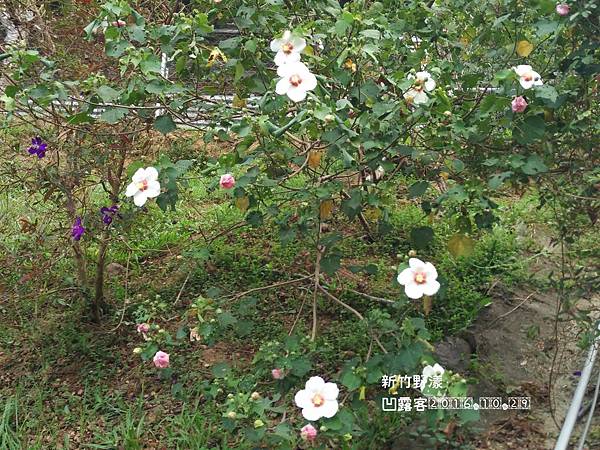 新竹野漾-041.jpg 新竹野漾-041.jpg