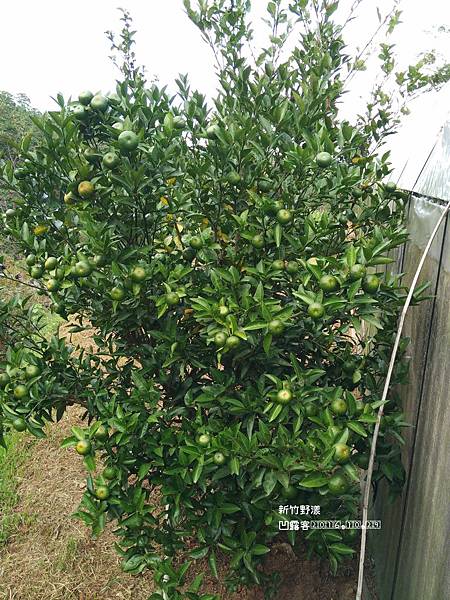 新竹野漾-042.jpg 新竹野漾-042.jpg