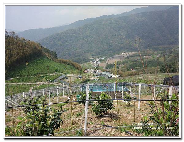 八五山甜柿森林-007.jpg 八五山甜柿森林-007.jpg