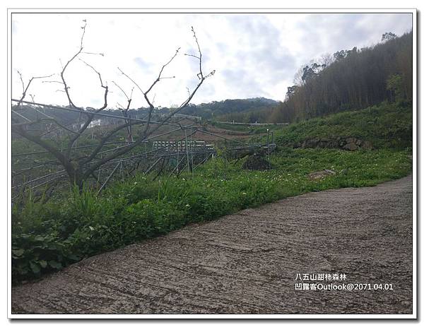 八五山甜柿森林-049.jpg 八五山甜柿森林-049.jpg