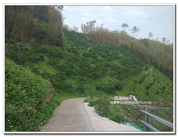 八五山甜柿森林-047.jpg 八五山甜柿森林-047.jpg