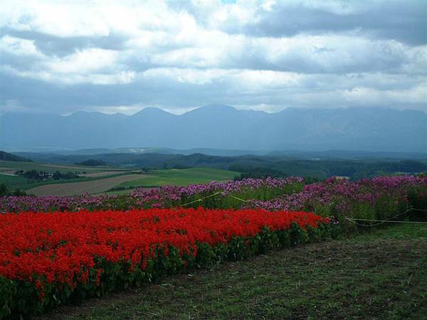 富田花園 (20).JPG