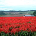 富田花園 (22).JPG