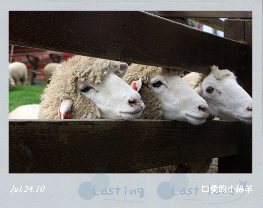 綿羊秀004.jpg 綿羊秀004.jpg