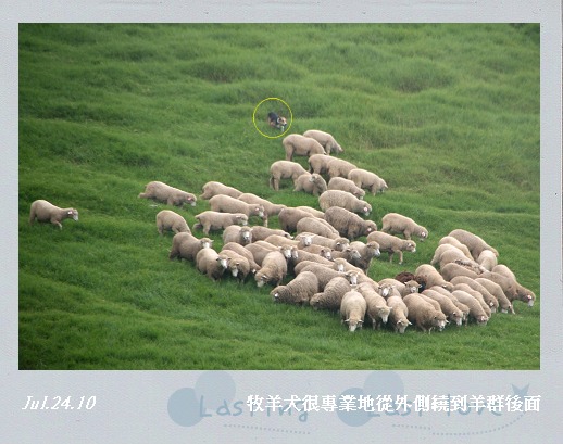 綿羊秀006.jpg 綿羊秀006.jpg