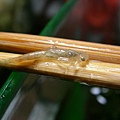 水蠆