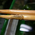 水蠆