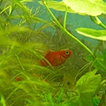 小紅豆