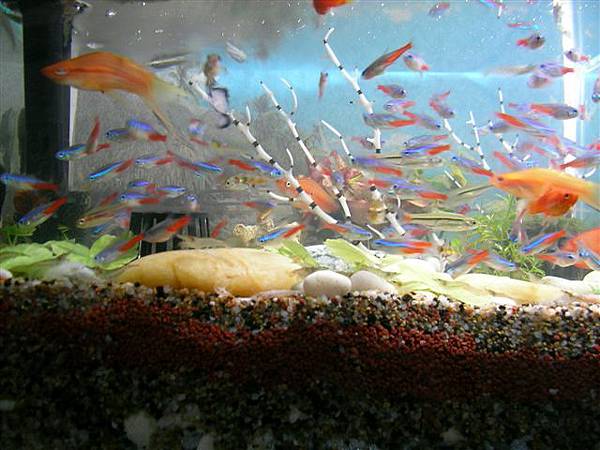 魚缸遠景