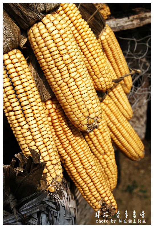 IMG_8689.JPG IMG_8689.JPG