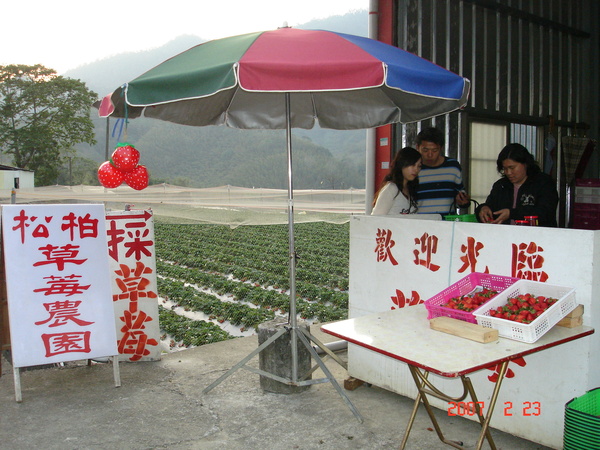 松柏草莓農園到了