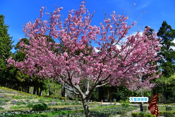 清境農場櫻花