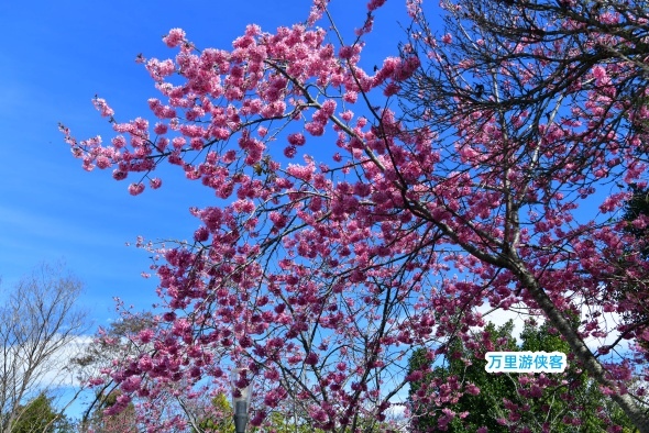 清境農場櫻花