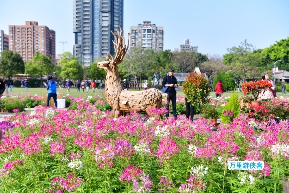 台北大安森林公園杜鵑花