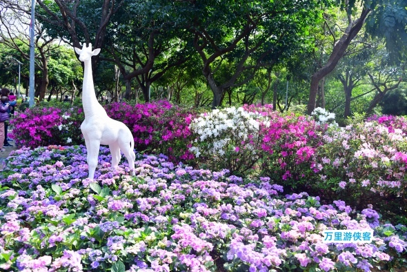 台北大安森林公園杜鵑花