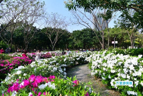 台北大安森林公園杜鵑花