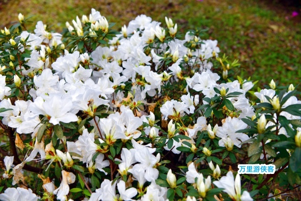 台北大安森林公園杜鵑花