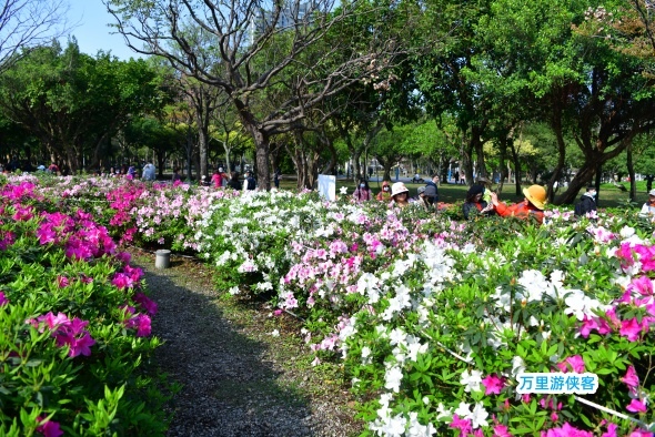 台北大安森林公園杜鵑花