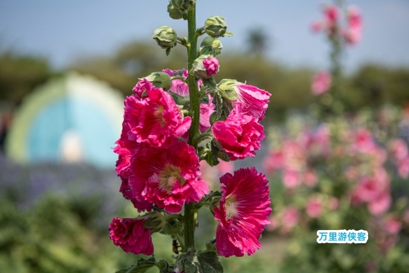 臺南學甲蜀葵花季