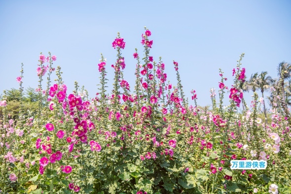 臺南學甲蜀葵花季