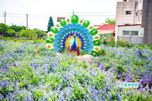 臺南學甲蜀葵花季