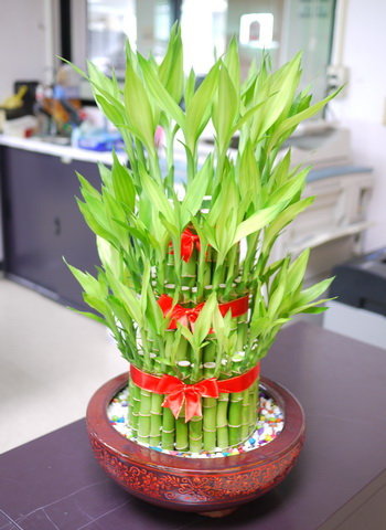 開運植物的擺放法 淨空禪林 痞客邦 開運植物的擺放法 淨空禪林 痞客邦