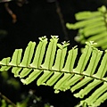 fern01.jpg