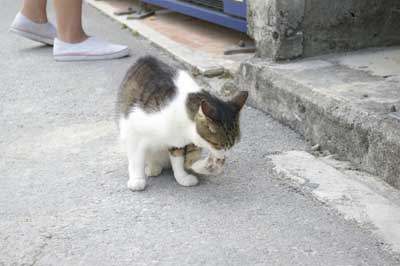 20090608沖繩之石垣島&那霸之旅_Day2_24.jpg