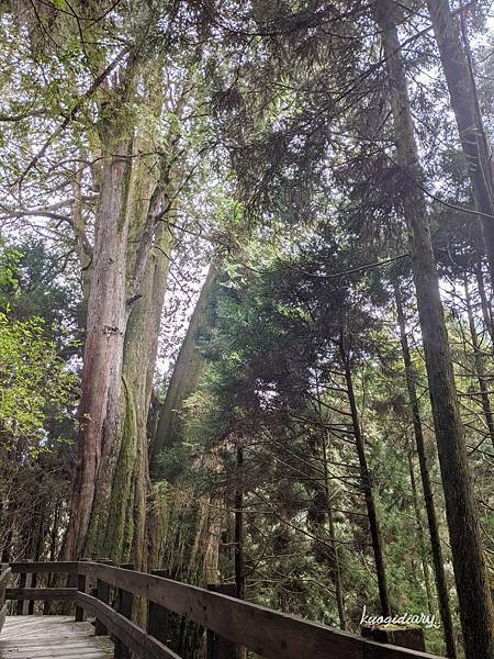 觀霧_檜山巨木群步道_1號巨木.jpg