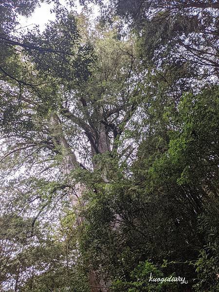 觀霧_檜山巨木群步道_5號巨木.jpg