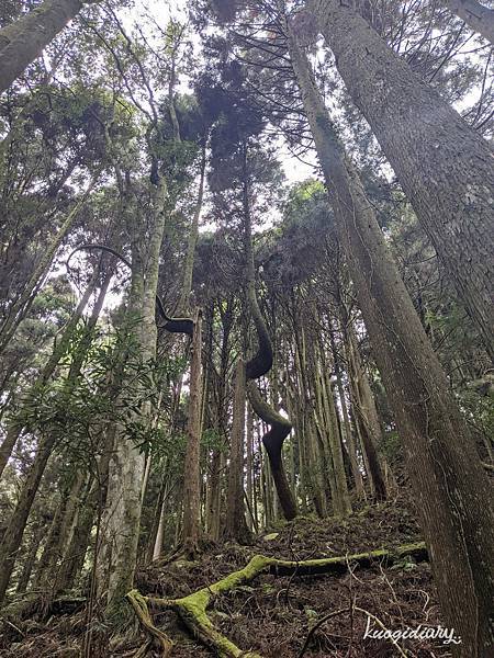 觀霧_檜山巨木群步道_6.jpg