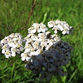 IMG_0541