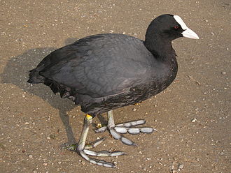 330px-Fulica_atra,_Blässhuhn_am_Adenauer-Weiher