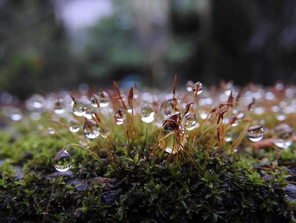 白日不到處青春恰自來 苔花如米小也學牡丹開 阿榮愛爬山 痞客邦 白日不到處青春恰自來 苔花如米小也學牡丹開 阿榮愛爬山 痞客邦