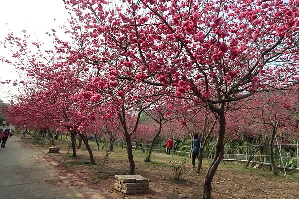 春遊石硦林場登桶頭山O型走 回程沿途賞花趣逍遙遊