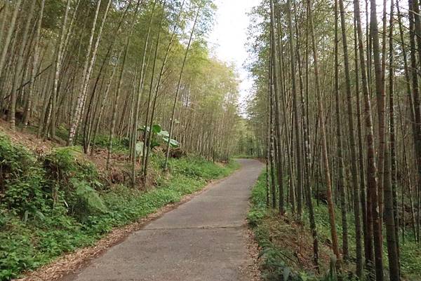 春遊踏青溪頭步道 健行登山森呼吸