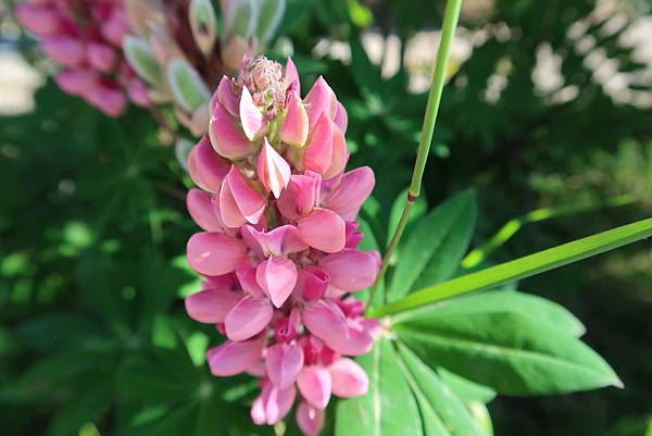 法國自由行小孩單車賽及健行爬山15日旅遊-單車賽練騎與走訪賞