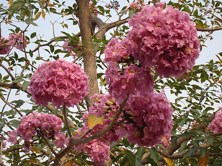 洋 紅 風 鈴 花