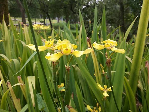 巴西鳶尾花19.jpg