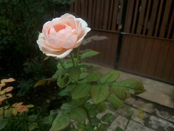 玫瑰16