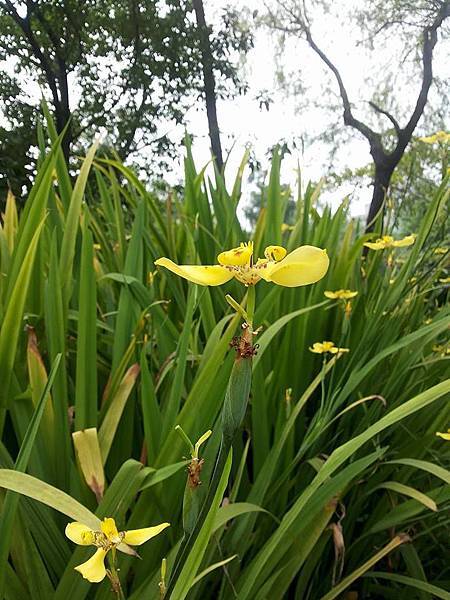 巴西鳶尾花14